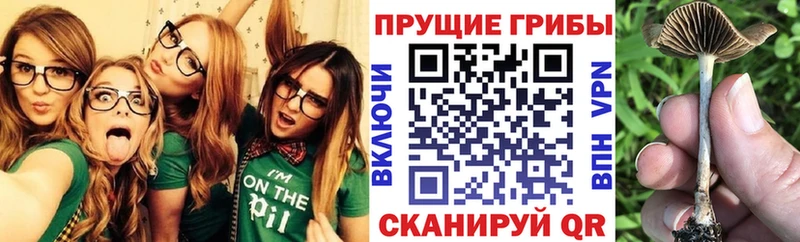 Галлюциногенные грибы Psilocybine cubensis  Купить где  Мантурово 